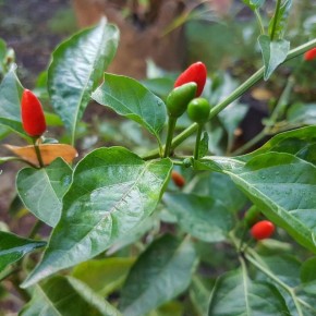 Лучшие дни для посева перца: советы по лунному календарю