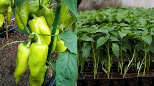 ��� ���������� ������� ������� � ��������� �������� � ������� �� �������� ����������