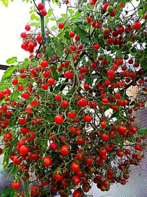 ����� �������� �������: ����� ��������� ������ ����