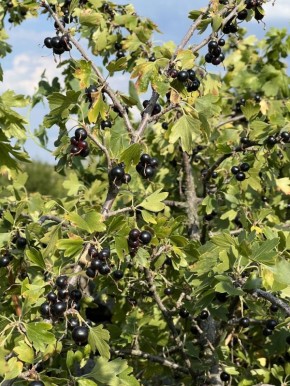 ������� �������: ��� �������� ������ ��������� �� ��������� ����� �� ��� ���