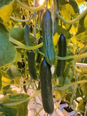 �����35.�� � ������� ��������� ����������� �� ���, ��������� � �� ������, ������ ������ ����������� �������