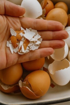 Яичная скорлупа: неожиданный помощник для дома и сада