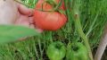 Томаты, которые не боятся ни засухи, ни ливня: испытания на выживание