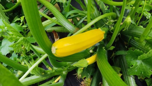 ������� ��������� ����������� �������� �� ����