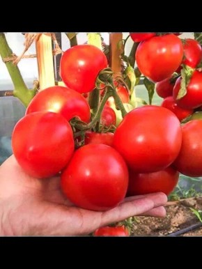 Томат Антюфей: совершенный выбор для вашего огорода