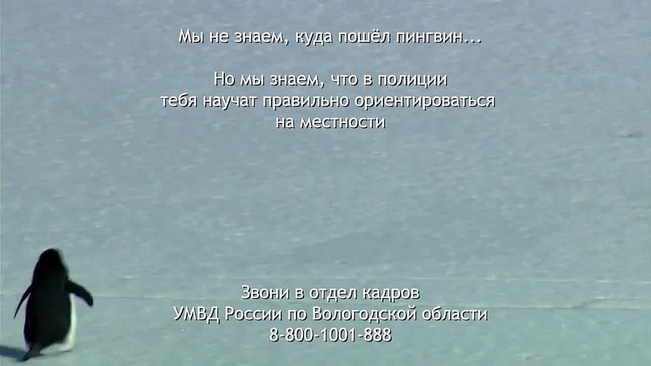 Пока весь мир обсуждает, куда и зачем пошёл пингвин, УМВД России по Вологодской области информирует, что базовый курс подготовки сотрудника полиции предусматривает занятия по ориентированию на местности