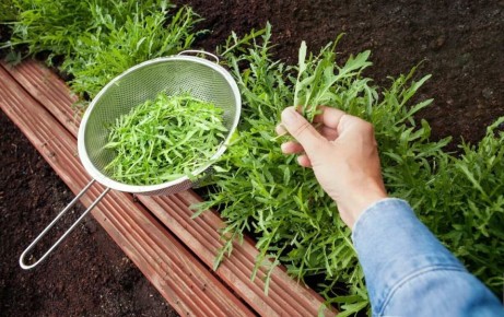 Руккола на грядке как рок-н-ролл: простое выращивание с характером