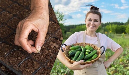 Узнайте, как замачивание семян огурцов помогает получить более крупный урожай
