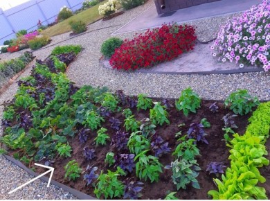 Как простой огород превращается в источник свежести и радости на каждый сезон