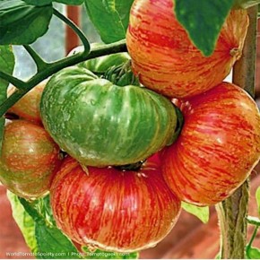 Томат Винтаж Вайн: спокойное объяснение вкуса и ухода за винтажным сортом