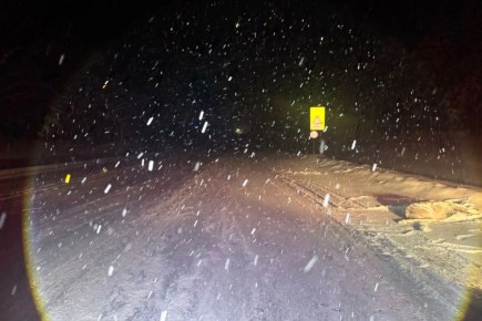 В Вологодской области водитель автомобиля насмерть сбил лося и уехал