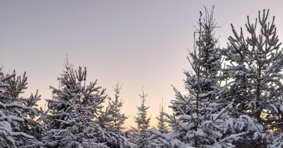 ������ �� -32 �������� �������� ���������� � ������� � ����������� �������