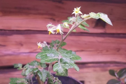 ��� ��������� ������������� ������: ������� ��������� �����