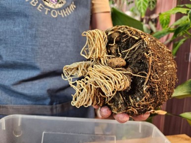 ������ ���������� ���������� �����������: ����������� ��������� ���������