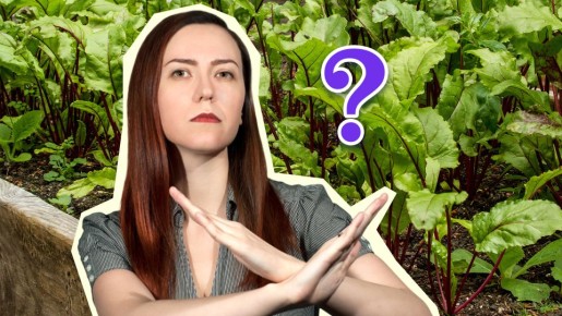 ��� ������ ��� �������� ������� ���: �� ��������� �������� �� ����������