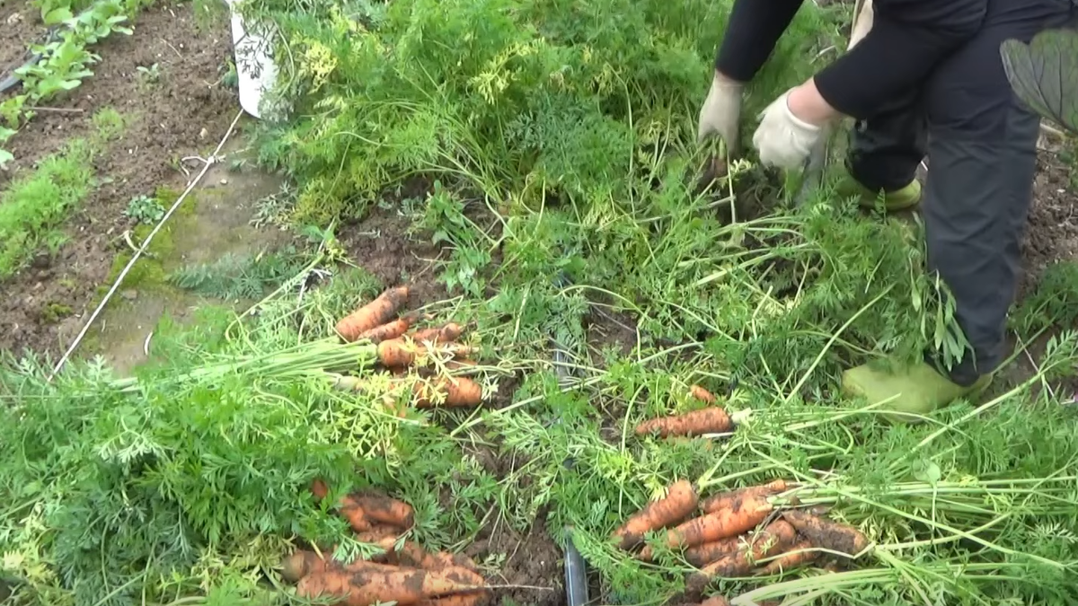 Летняя морковь: секреты урожая и хранения