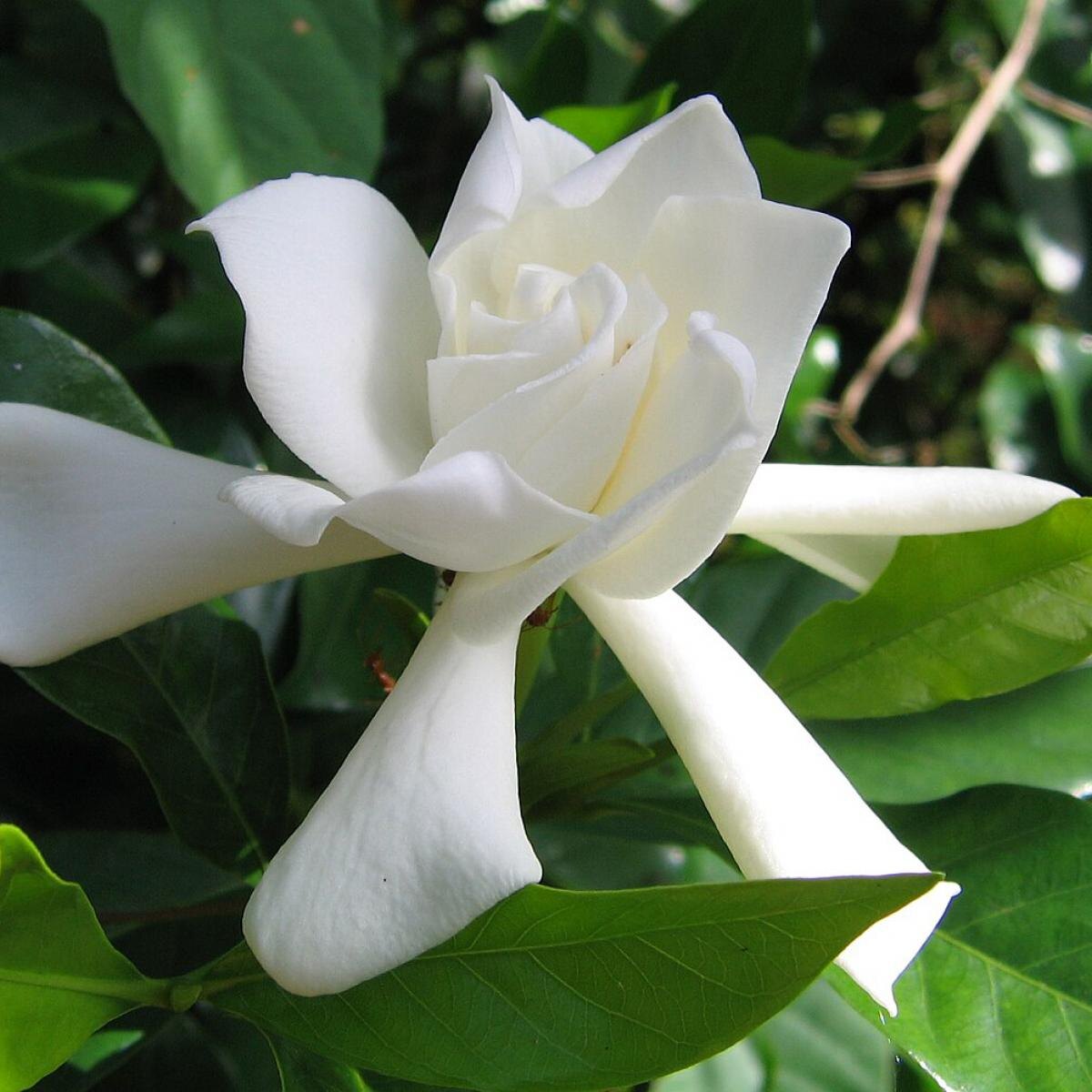 Комнатные растения, которые легко заботятся о себе и вашем интерьере