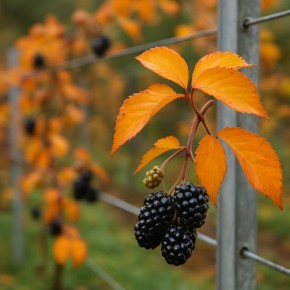 ������� ��� �������: ������� ������� ������� � �������