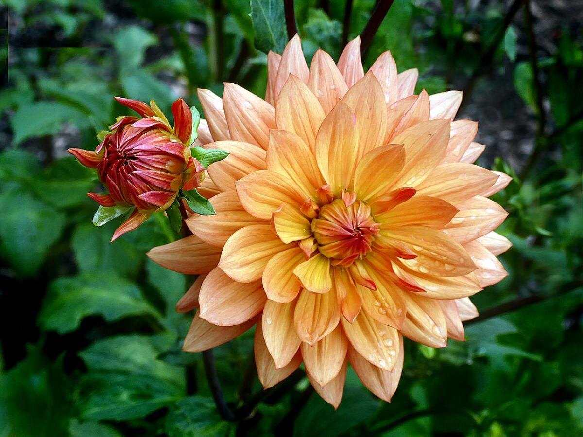 Мучнистая роса и другие угрозы георгинам: как защитить любимые цветы