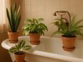 Как частая смена места влияет на здоровье комнатных растений
