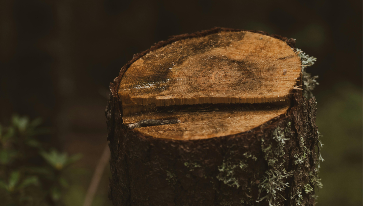 Пенсионеров осудили за вырубку дерева: как однородный случай стал уголовным делом