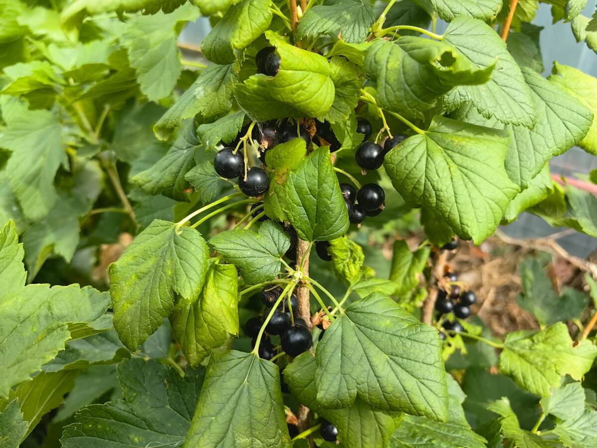 Как защитить смородину: советы агронома для Pre- и Post-урожая