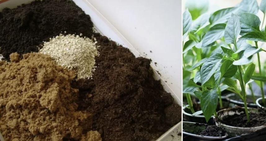 Как подготовить идеальную почву для рассады: секреты успешного выращивания