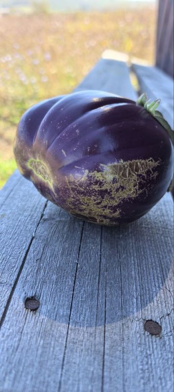 Баклажан: тёмный принц кулинарии, обманувший ботаников