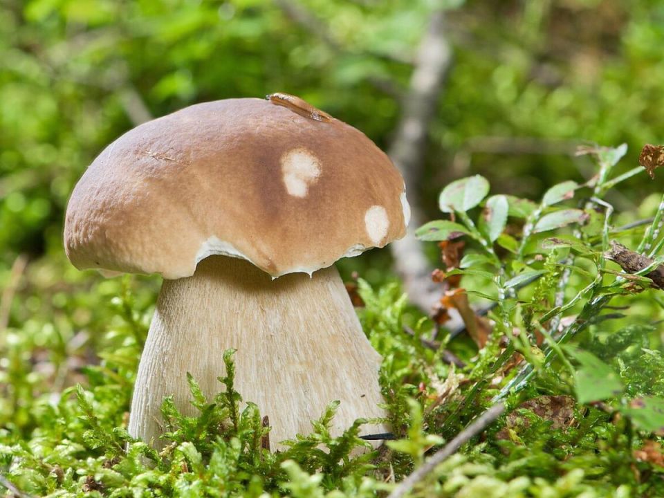 ��� ��������� �������� �����: ������ �������� ��� ���������