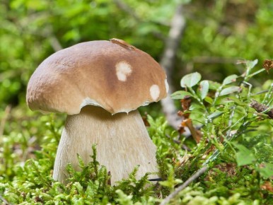 ��� ��������� �������� �����: ������ �������� ��� ���������