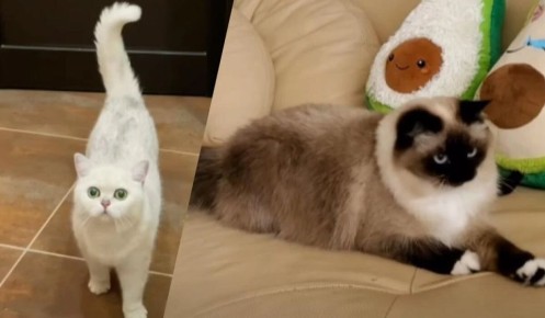 ��� �������� ���� ������ ������ ����: ����������� �����