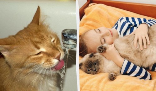 �������� �������� �����: ���������� �� ��������� ���������