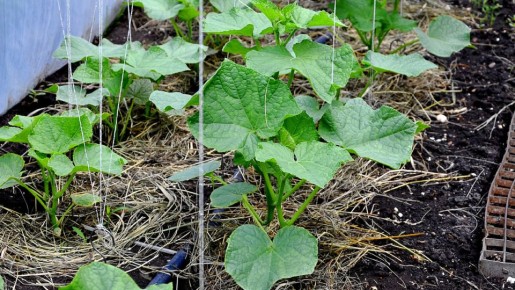 ������ ������� ������� �������: ������ �������� �� ����� � ��������������