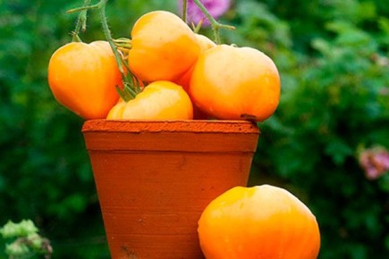 ����������� ������� ������ ��������: ������� ������ � ������ �� �����