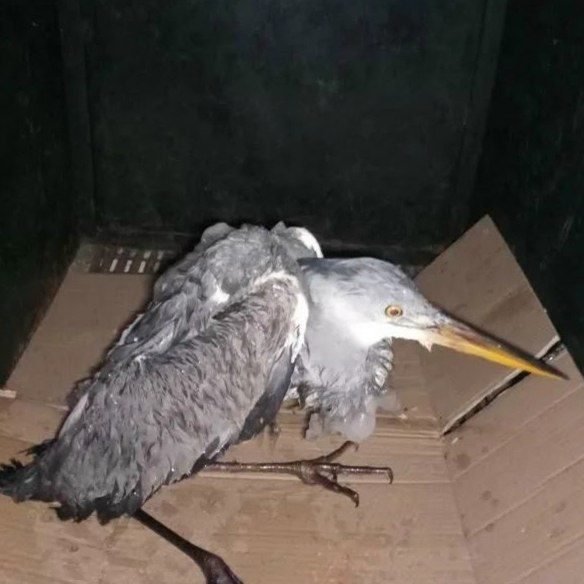 ������������� ��������� ������ ����������� �����