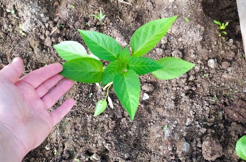 ������ ����� ����������� �������� ������ � ����� ��� �������� ������