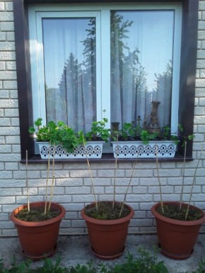 ������ ������ � �����������: ��� ��������� ������� �� �����