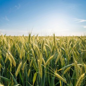 ���� ����������� ������ ������, ������� ������ �� ������ ���������