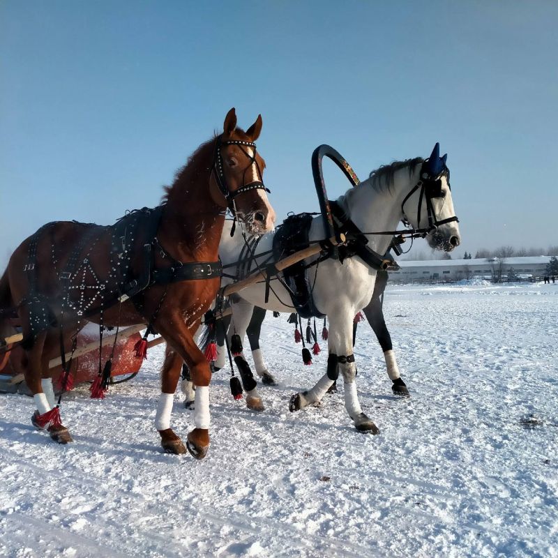 ВЕСТИ35.РФ сегодня работают в полях