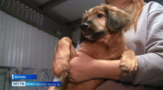 ��� ��� ��������: �����-�������� ���� ���������� ������ ����� ��������