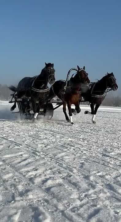Соревнование на приз губернатора области на фестивале «Русская тройка» сегодня выиграла вологодская команда