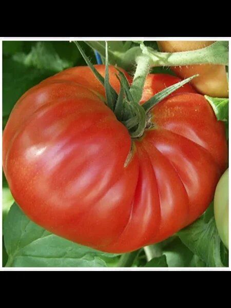 ����� ���������� �������: ��� ��������� ������� ������ �������