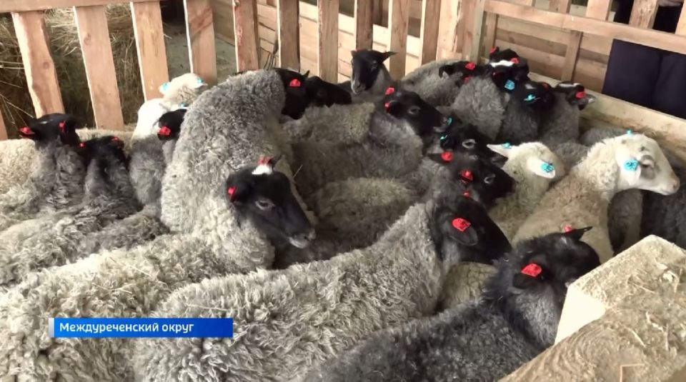 Новая ферма для содержания овец открылась в деревне Славянка в Междуреченском округе