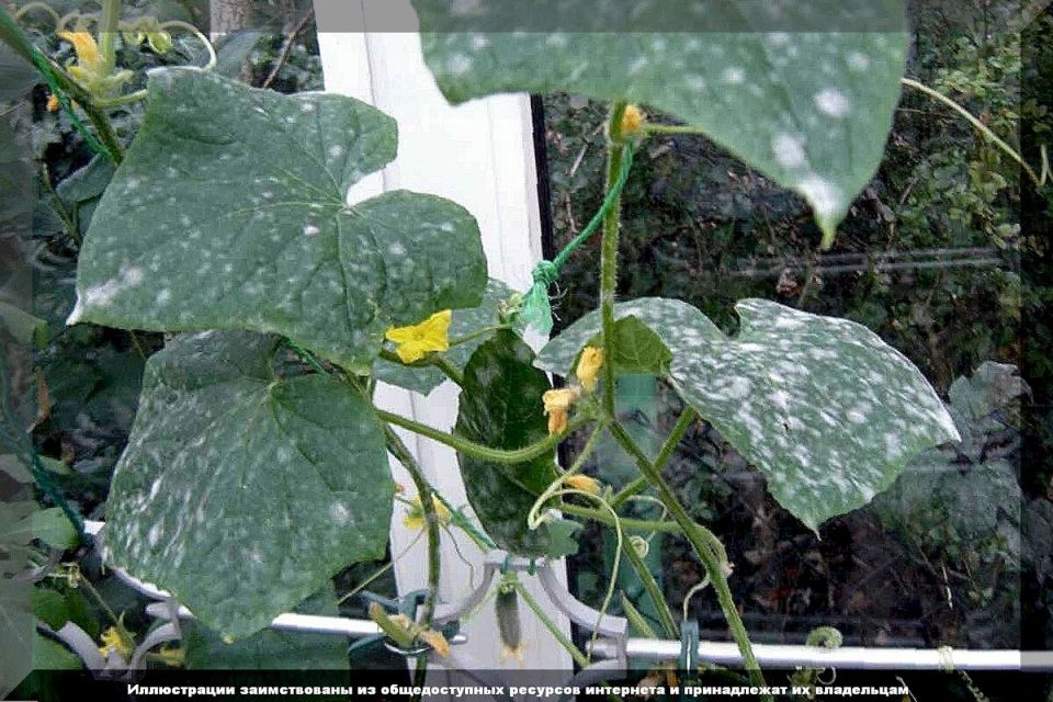 Как эффективно справиться с мучнистой росой на дачном участке