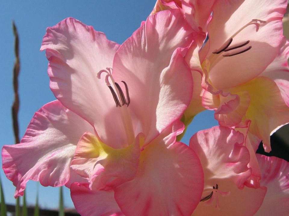 ��� �������� �������� �����������: ������ �� ��������� � �������