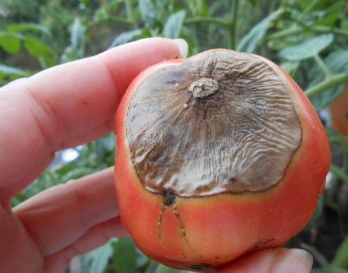 ��� �������� �������� �� ��������� �����: �������� ������� � ������������