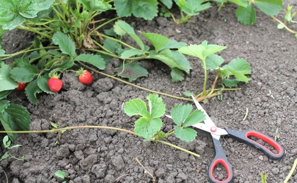 ��� ��������� ���������� � ����� ��������: ������� ��������� ������