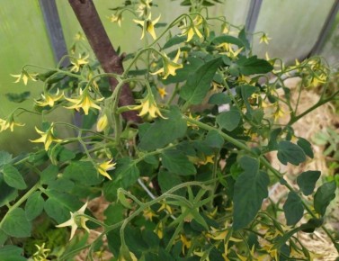 ��� ��������� ��������, ����� ������ ������, �� �� ������������ �����