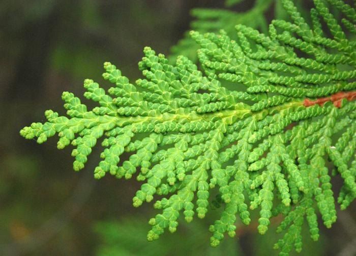 ������� ��������: ������ ����������� ��� ������ ���������