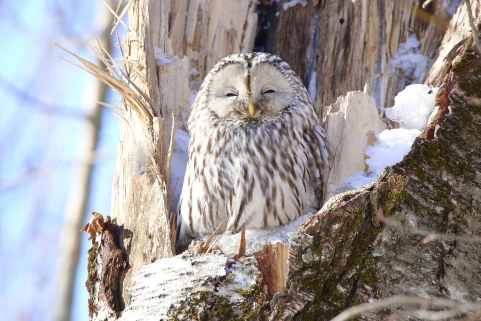 ���� �� ������� -7-12� �� ������ �� -17�, �� ������ ��������������� ��� �������, � ����������� � ��������� ������� ���������, ������� ��������� ����